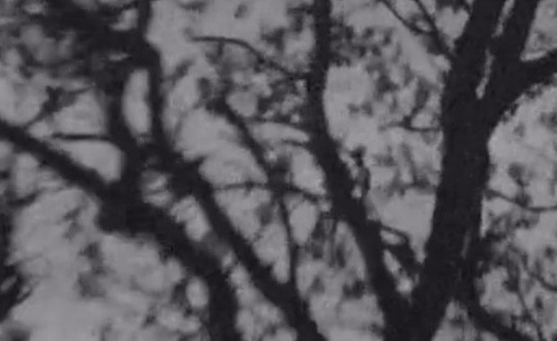 CON VOS – Central Park – cover